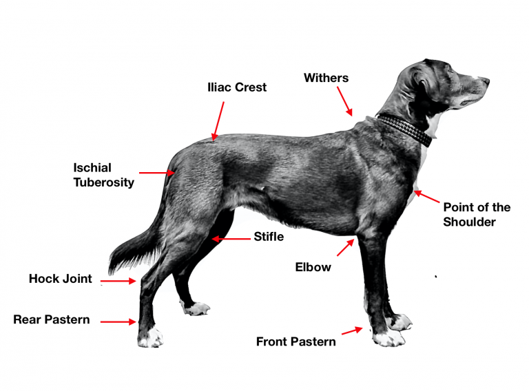 Canine Anatomy 101 – Canine Fitness Innovations